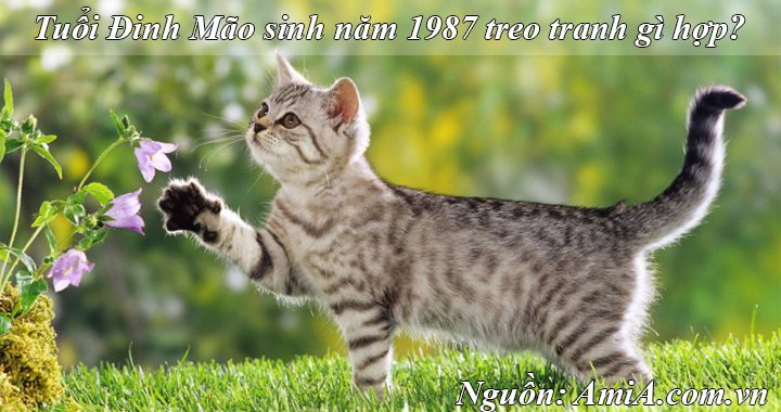 Tuoi Dinh Mao 1987 hop treo tranh gi trong phong khach